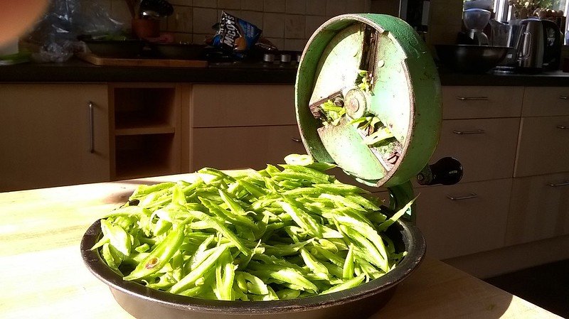 Beans – slicing summer sunshine for winter.