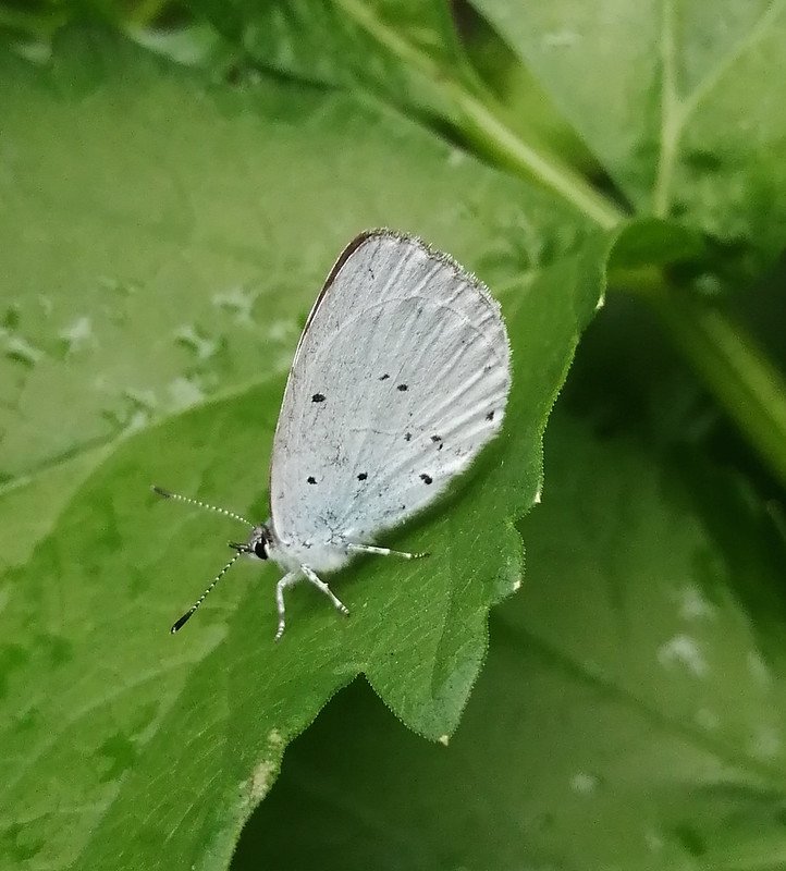 A Small  White butterfly.  A pest on cabbages, but beautiful close up.