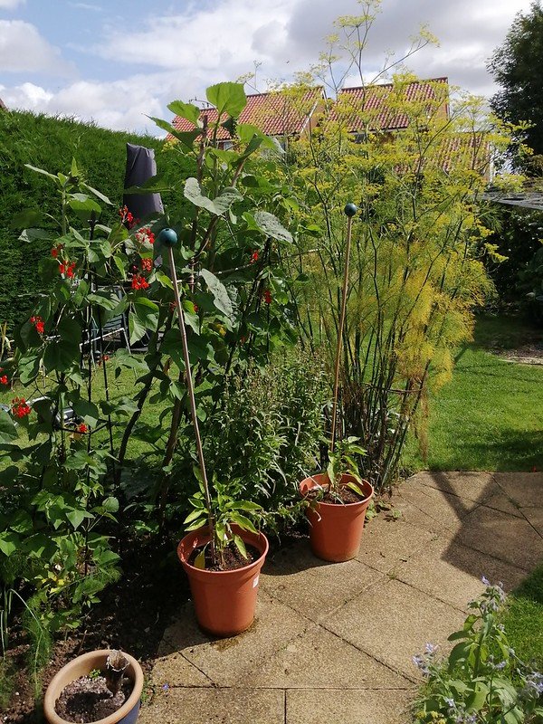 Fennel and beans give height in a small garden.
