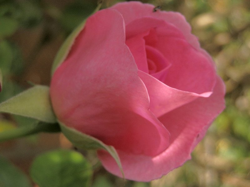 Rose, Gertrude Jekyll.
