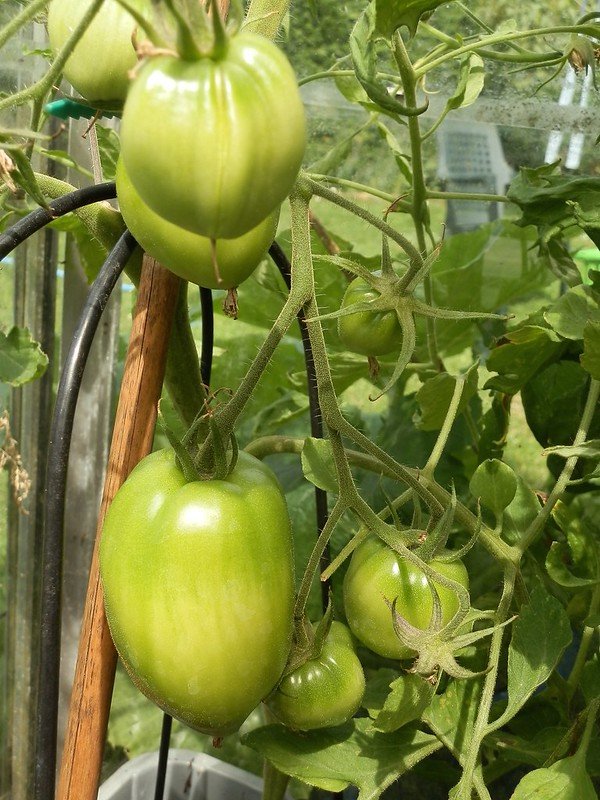 Plum Tomatoes.