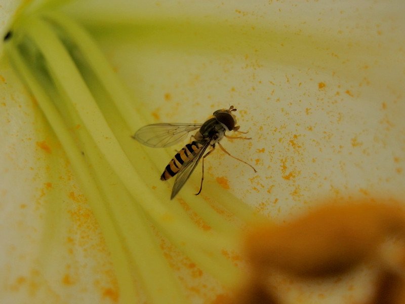 Pollinator Friend: Hoverfly in a Lily.