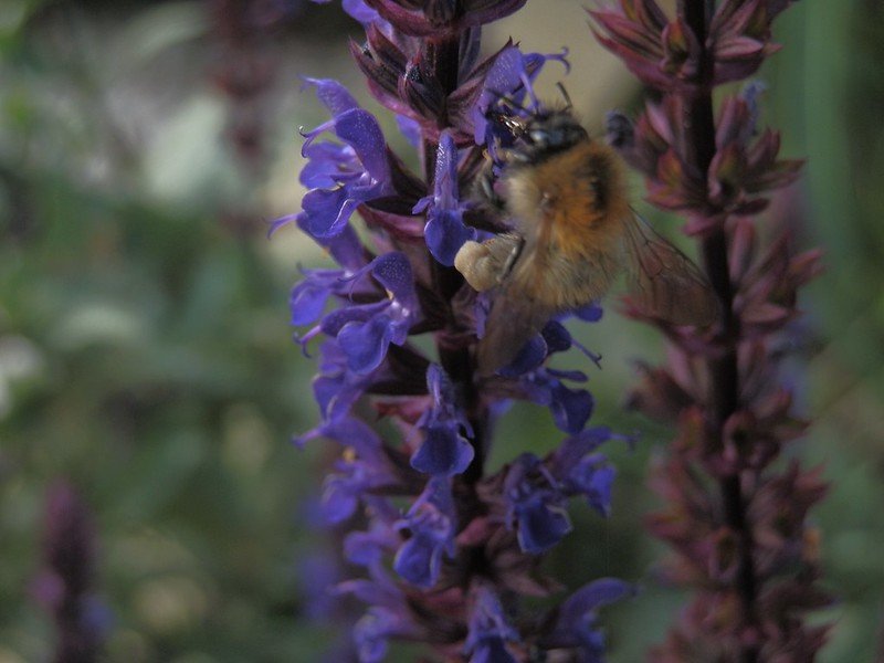 Bee on Salvia.