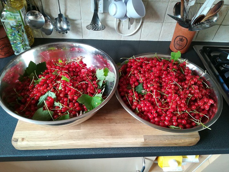 Redcurrant Harvest.