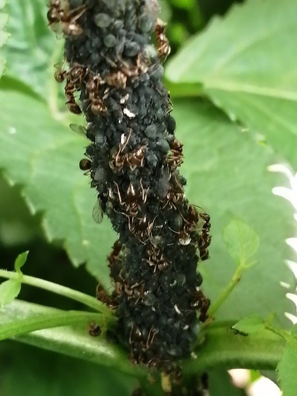 Ants farming Aphids.