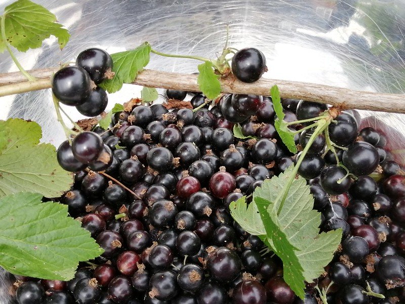 Blackcurrant Harvest.