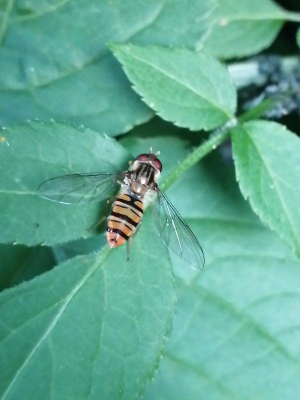 Hoverfly: the larvae eat huge numbers of Aphids.