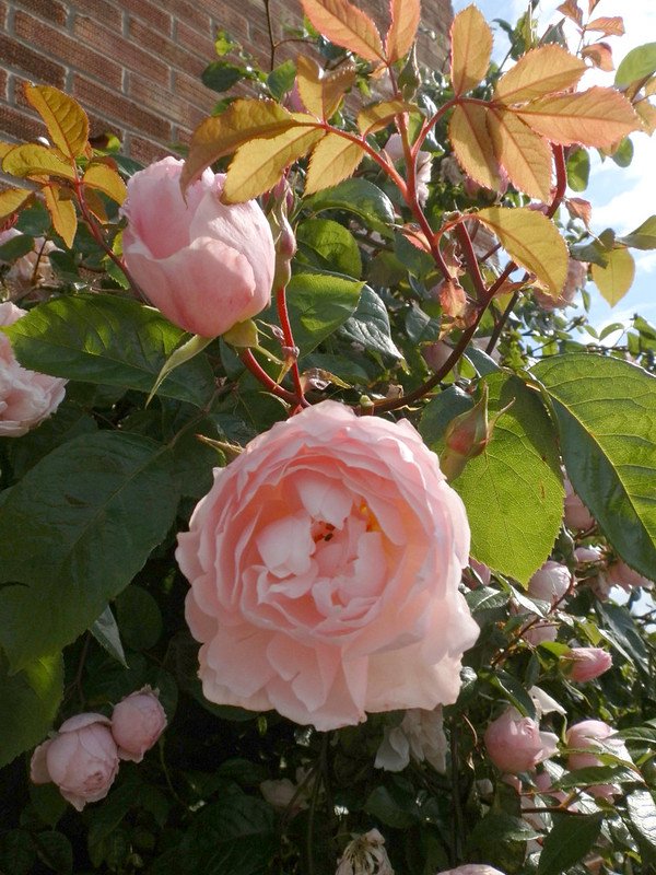 Rose, Generous Gardener.