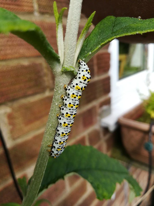 Mullein Moth Caterpillar on Buddleia.