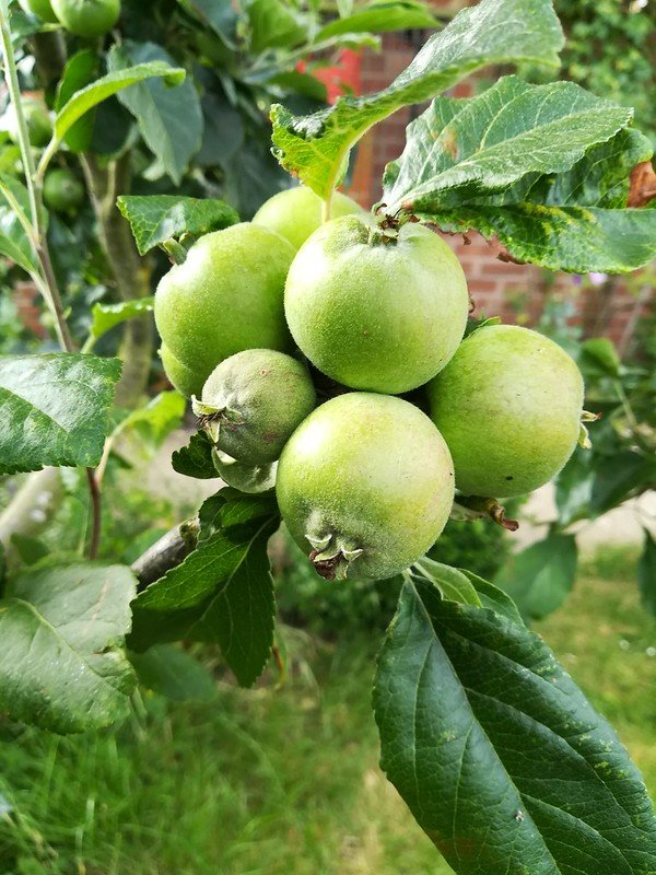 Time for Apple Thinning.