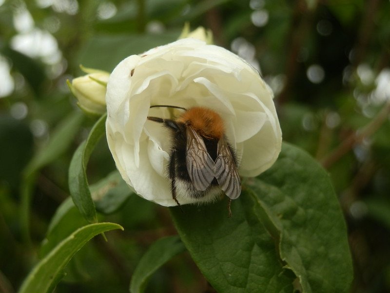 Bumblebee in Philadelphus.