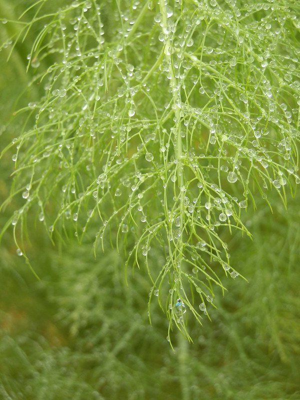Fennel Frond in the Rain.