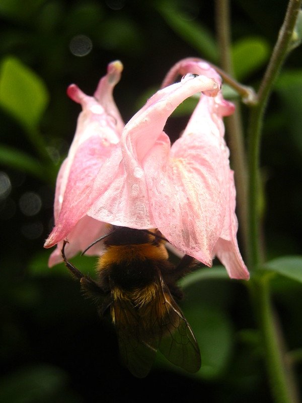 Bumble Bee in Aquilegia.