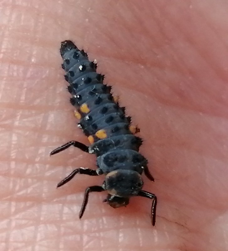 Ladybird Larva / Aphid Muncher.