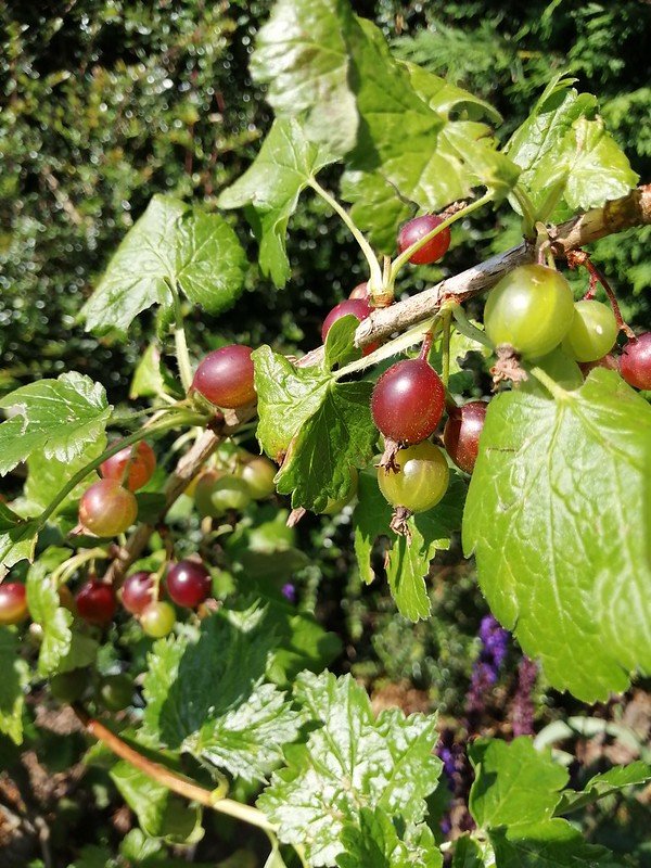 Jostaberries ripening.