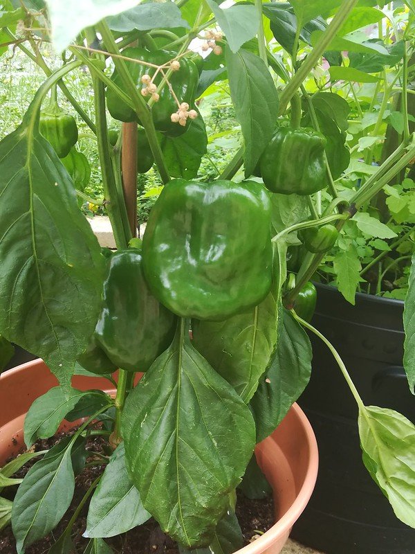Green peppers.