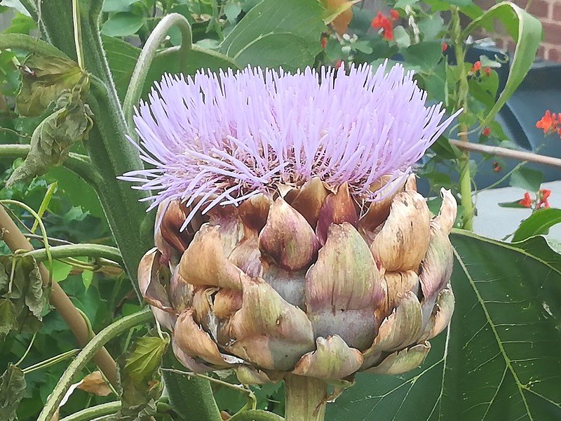 Globe artichoke flower.