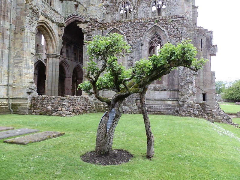 Ancient Apple, Melrose Abbey.