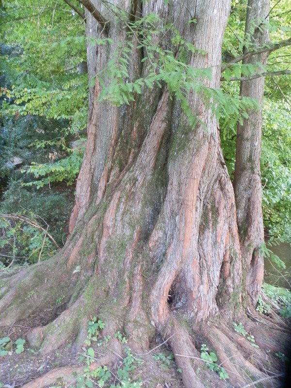 Buttress Roots of a Chinese Sequoia, Volčji Potok Arboretum, Slovenia.