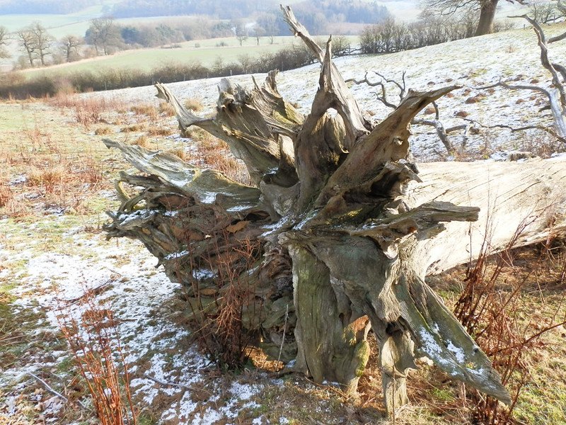 Sunburst Roots of a Fallen Oak.