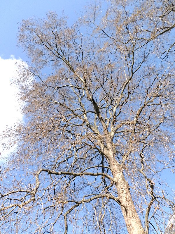 Silver Beeches Against a Winter Sky