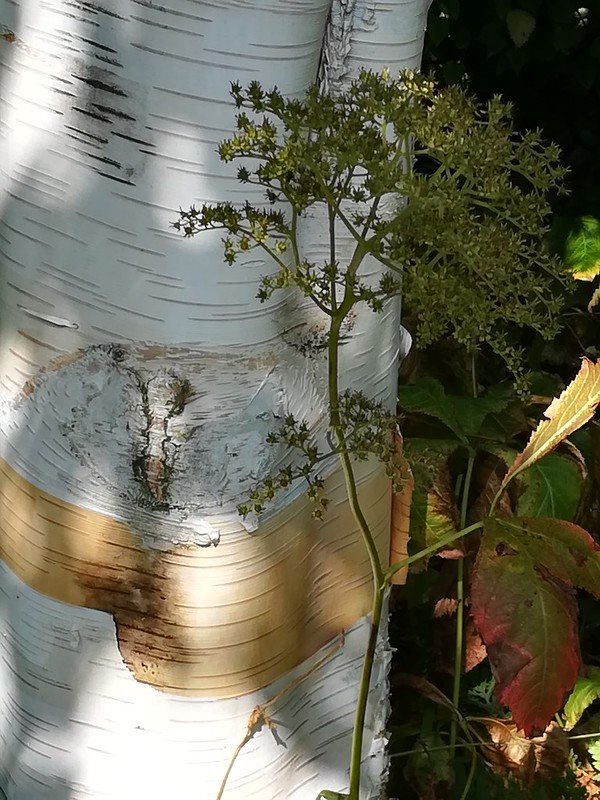 New Bark for Old; Silver Birch or Gold?