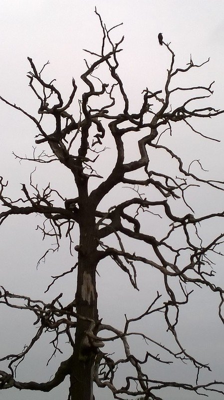Twisted Winter Oak with Blackbird.
