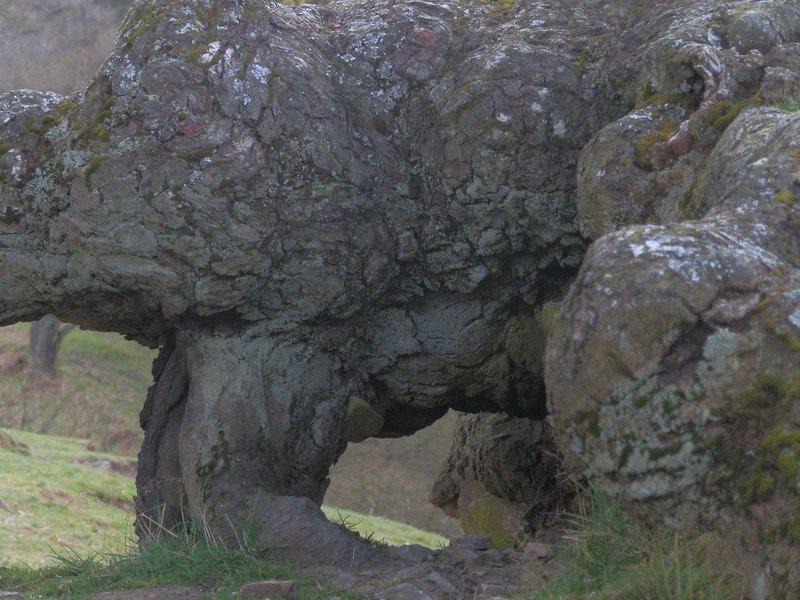 Ancient Oaks in Bradgate Park, Leicestershire.