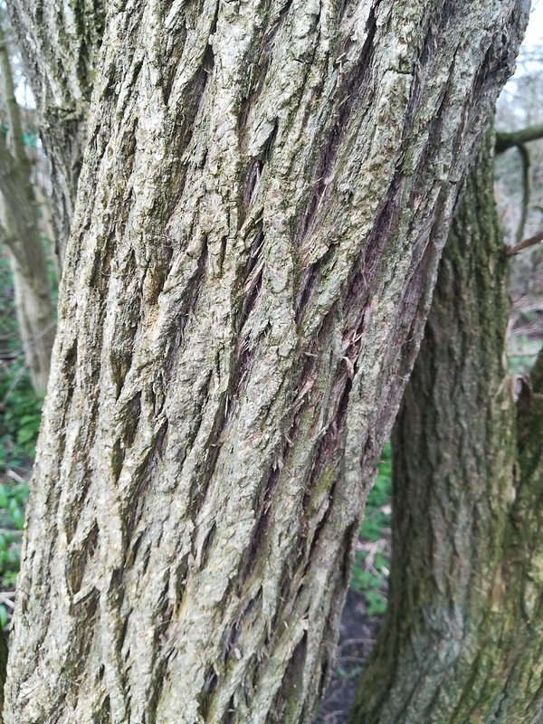 Roughness of Mature Crack Willow Bark