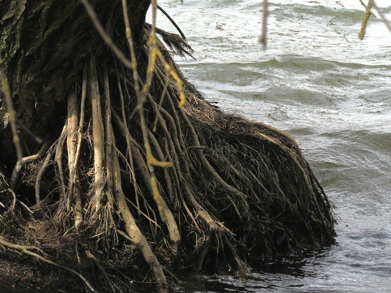 Aerial/Water Roots of Willow, Rutland Water.
