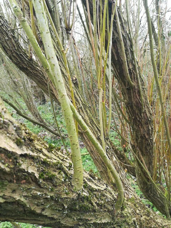 New Growth From Old: Crack Willow.