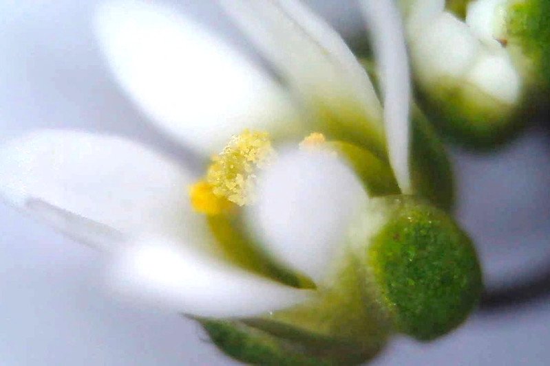 Whitlow grass captured with a microscope.