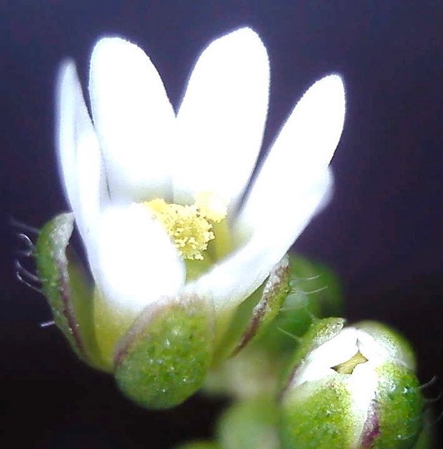Whitlow grass captured with a microscope.