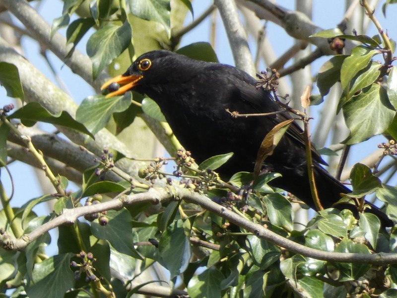 Male blackbird eating ivy berries.