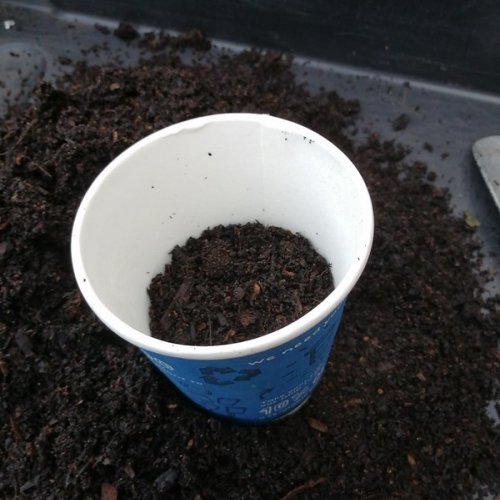 Fill your pot to one-third with compost.
