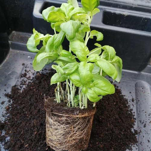 Un-potted, overcrowded basil plants.