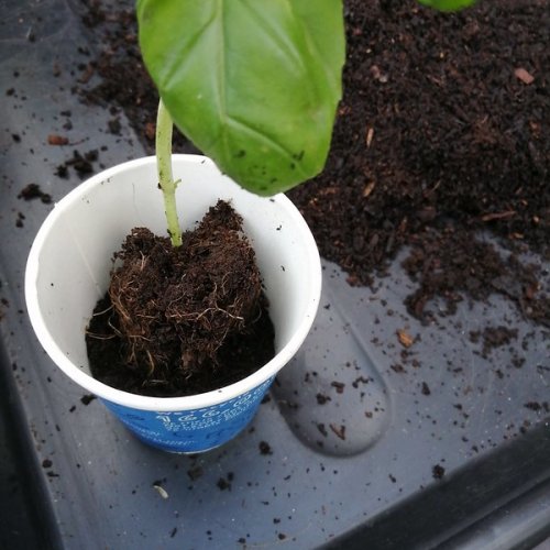 Place your basil plant upright on the compost.