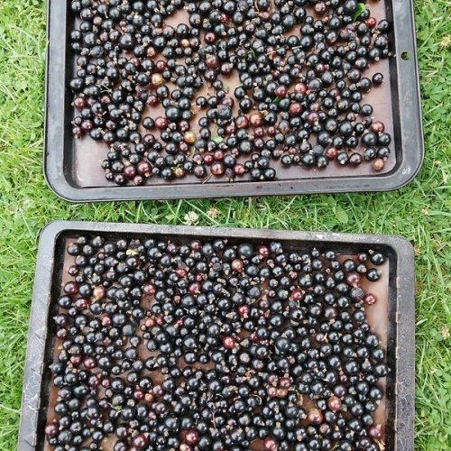Freeze your blackcurrants on lined trays inside bags before tipping them into a bag for long-term storage.  This prevents them from freezing into a large lump of, squashed currants.