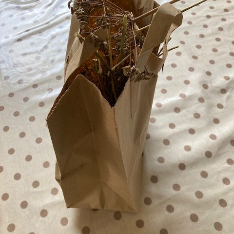 Fennel drying in a paper bag.