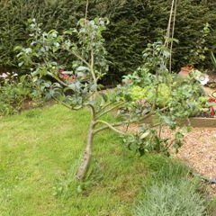 Beauty of Bath apple tree on dwarfing root-stock.  Pruned into a goblet shape.