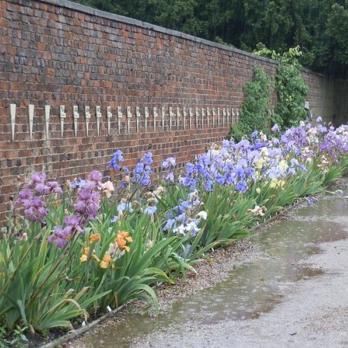 Irises, Doddington Hall, Lincolnshire.