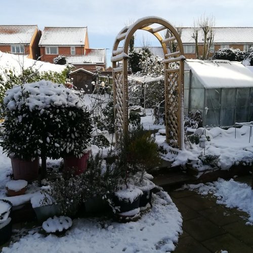 Snowy garden.