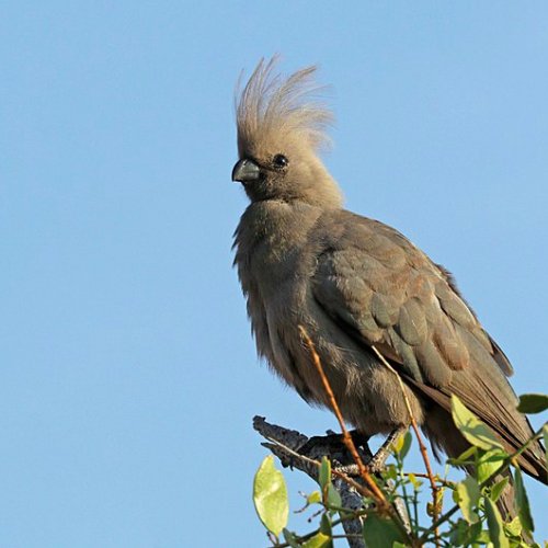 A grey loerie, affectionately known in South Africa as a 'go away bird'.