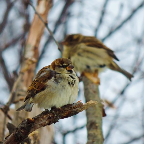 Winter sparrows, courtesy of Unsplash through Rapidweaver.