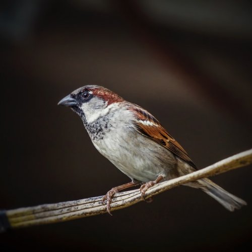 A house sparrow, courtesy of Unsplash through Rapidweaver.