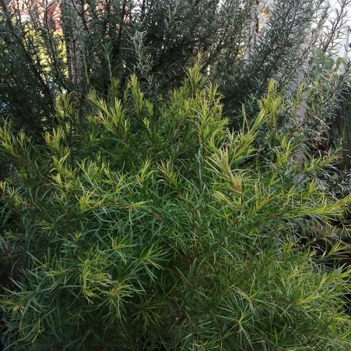 Tea-tree and rosemary before the snow.