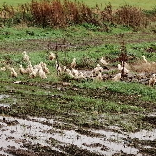 Escaped ducks in a waterlogged field.