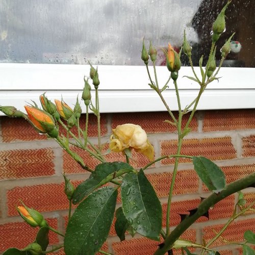 Rose 'Buttercup' under the kitchen window.