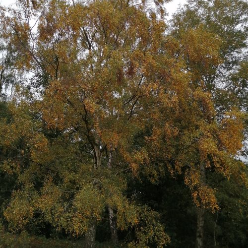 Golden Birch Leaves.