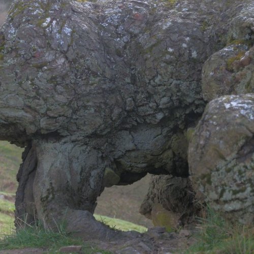 Ancient oak roots or troll feet?